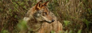 El Museo de Educación Ambiental ofrece mañana un documental sobre la situación del lobo en España