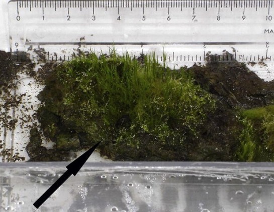 Científicos reviven musgo que permaneció congelado 1.500 años
