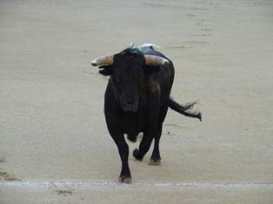 Toro