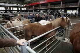 AGENDA: 7 de julio, en polígono de Agustinos, La feria de ganado equino con compraventa de ejemplares, exhibiciones de equitación y actividades infantiles