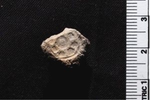 El hallazgo de sellos de arcilla al sur de Israel apoya la existencia de los reyes David y Salomón