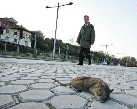 El Ayuntamiento de San Sebastián no puede acabar con las ratas