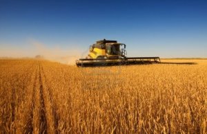 Una moderna cosechadora de trabajo de campo trigo. DR