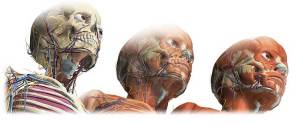 Anatomía de la cabeza humana.