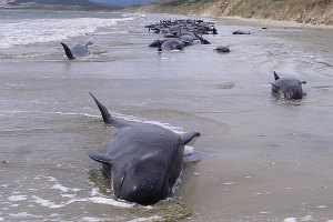 Ballenas varadas mueren en playa Nueva Zelanda