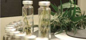 El Constitucional suspende la ley foral que regula los clubes de cannabis