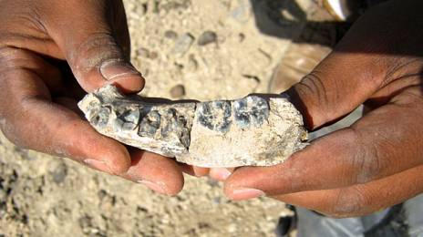Encuentran el fósil más antiguo del género «Homo», con 2,8 millones de años