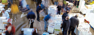Imagen del mercado central de pescado de Mercabarna Mercabarna