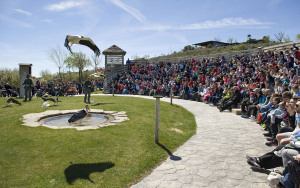 Exhibicion Rapaces
