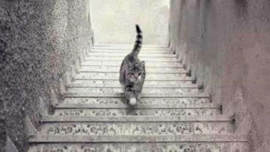 ¿Crees que este gato sube o baja las escaleras? El nuevo y polémico efecto óptico