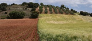 Seguros agrarios