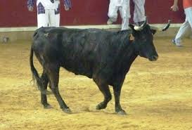 Dos mujeres heridas en Orkoien embestidas por una vaca brava escapada del matadero