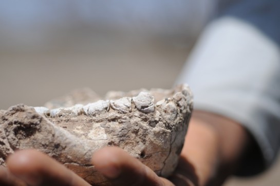 Descubierto en Etiopía un nuevo ancestro de la especie humana