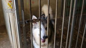 Imputado-internet-cachorros-acreditar-pedigri_EDIIMA20150630_0450_4