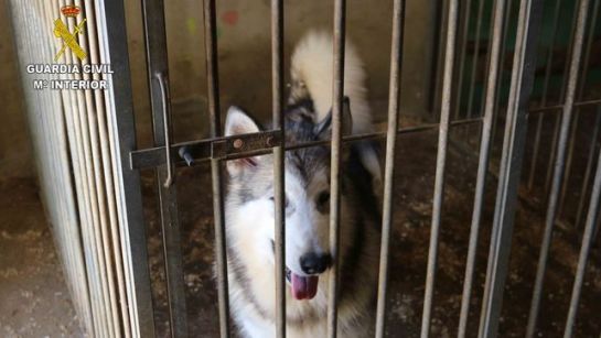 Imputado un hombre por ofrecer por internet cachorros de perro de caza sin acreditar su pedigrí