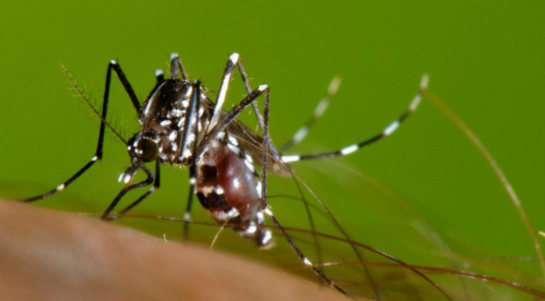La inmunidad de la población y el clima inciden en la propagación la malaria