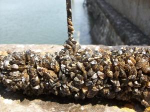 Mejillón cebra en Urrúnaga