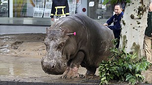Mueren nueve personas y escapan varios animales del zoo en unas inundaciones en Georgia