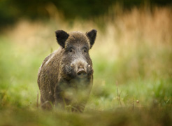 Desciende un 8% el número de accidentes de tráfico por atropello de animales en Navarra
