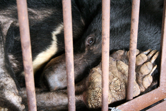 oso luna