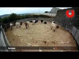 Un toro sigue en los corrales de Santo Domingo tras llegar el resto de la manada a la plaza de toros