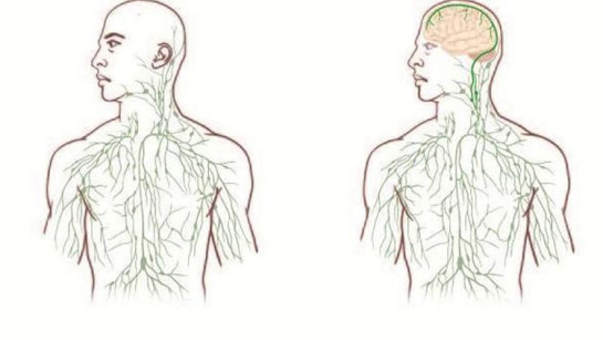 Un eslabón perdido del cuerpo humano
