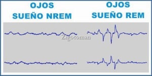 actividad-ocular-en-el-sueo1