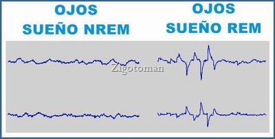 El sueño REM es vital para el desarrollo cerebral