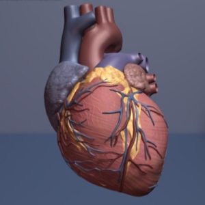 La enfermedad cardíaca sigue siendo la primera causa de muerte en mujeres. (Foto: American Heart Association)