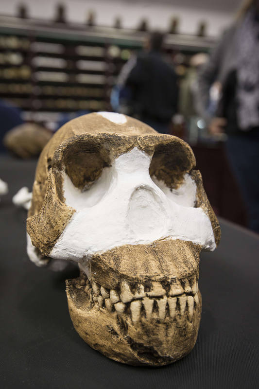 Descubren en Sudáfrica al 'Homo naledi',  especie más antigua conocida del género Homo