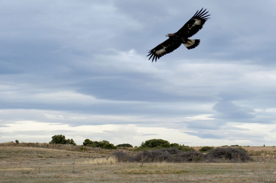 Liberada en las Bardenas Reales un águila real
