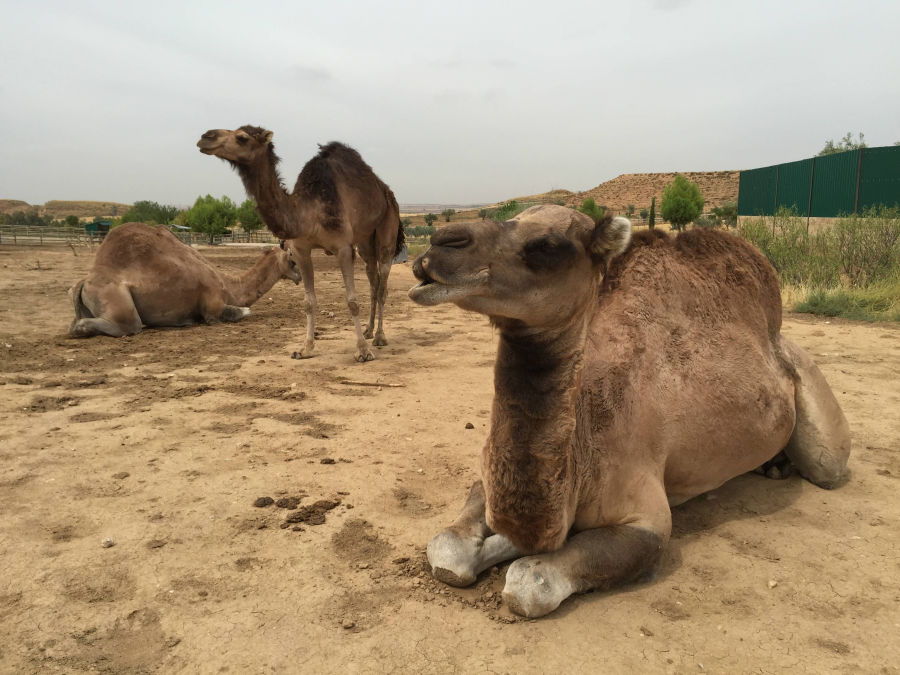 Llegan a Sendaviva cuatro dromedarios 'Camelus dromedarius'