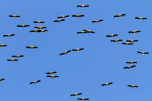 Pajaros proycto lindu