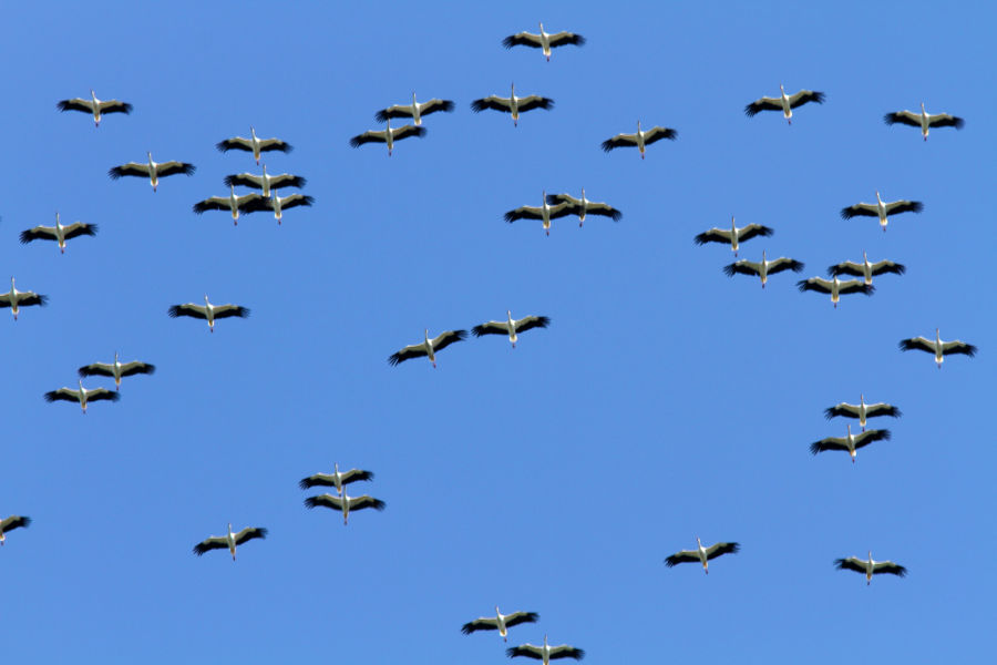 El observatorio de aves 'Proyecto Lindus' del Pirineo navarro concurrirá a financiación europea