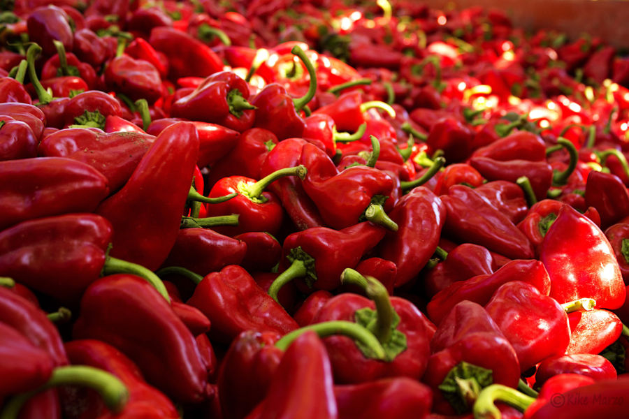 La campaña del Piquillo de Lodosa arranca 
