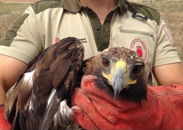Gurelur pide la dimisión de Isabel Elizalde por la muerte de fauna protegida en las centrales eólicas de la Ribera