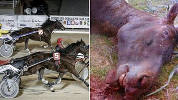 Ingresa en prisión por primera vez en España un condenado por maltrato animal