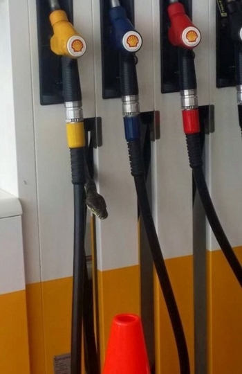Una serpiente en la manguera de la gasolina