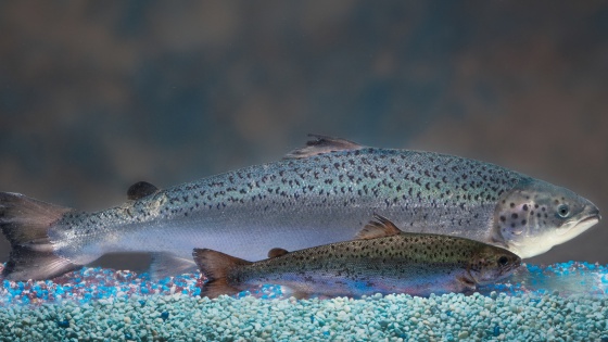 EE.UU. aprueba el consumo humano de salmón transgénico