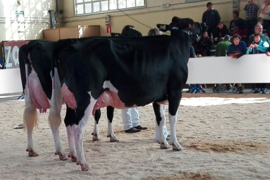 Premiadas las vacas navarras ‘ kattaburu S.C.’ de Lacturale