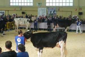 Vacas premiadas Lacturale