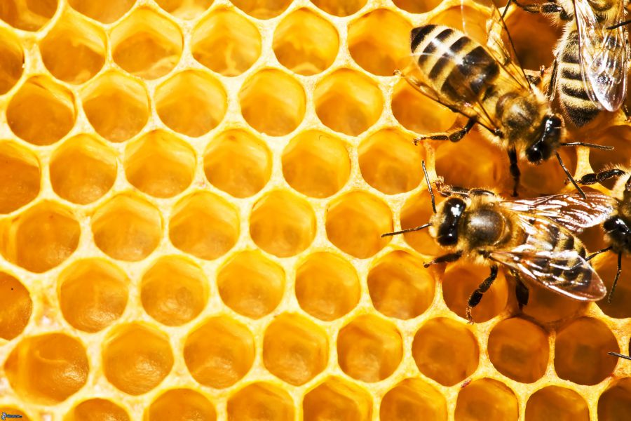 El veneno de abeja como caballo de Troya para conquistar el cerebro humano