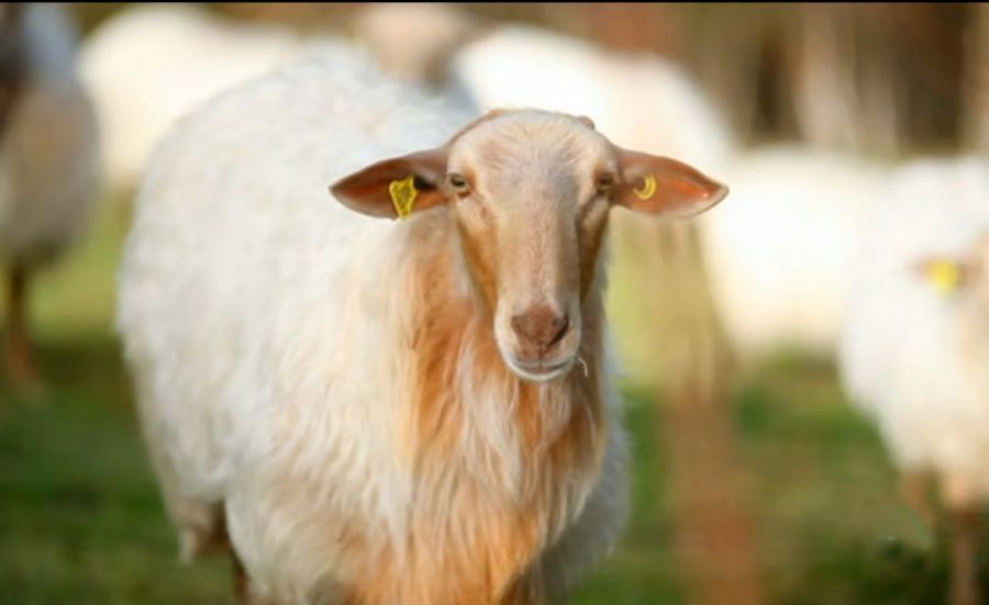 AGENA: 3 - 24 de noviembre, Museo Educación Ambiental de Pamplona, Cine Documental