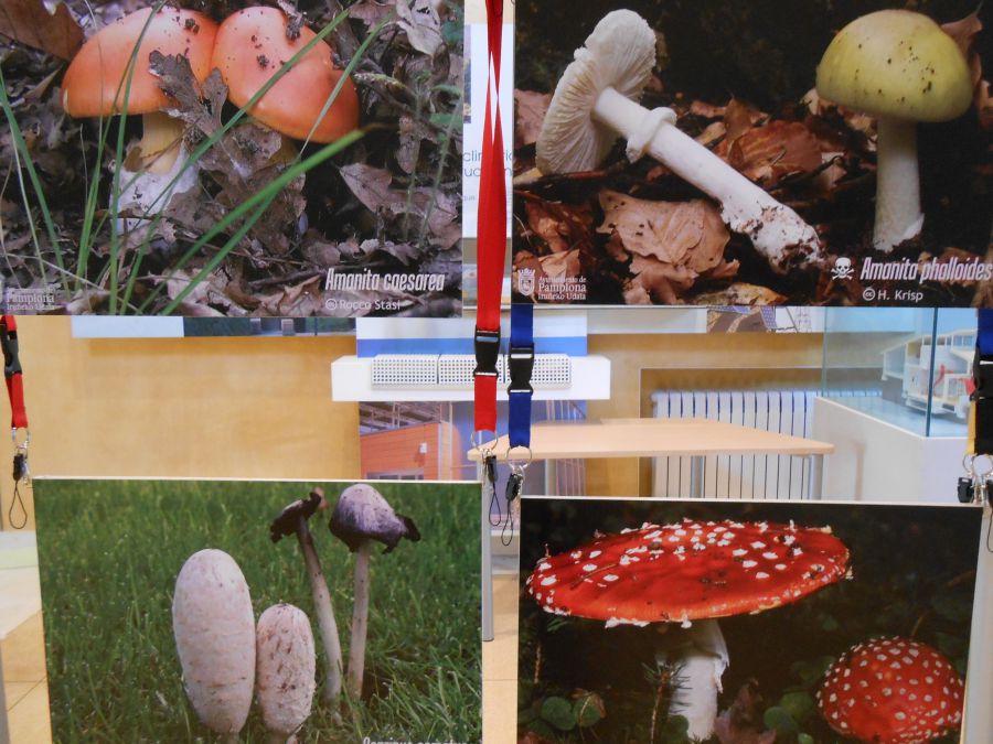 AGENDA: 9 al 20 de noviembre, Museo de Educación Ambiental de Pamplona, Actividades sobre Micología