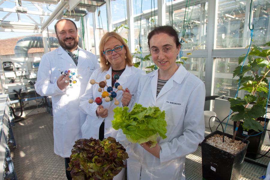 Investigadores de la Universidad de Navarra incrementan las propiedades de las lechugas como antioxidantes y protectores contra el cáncer
