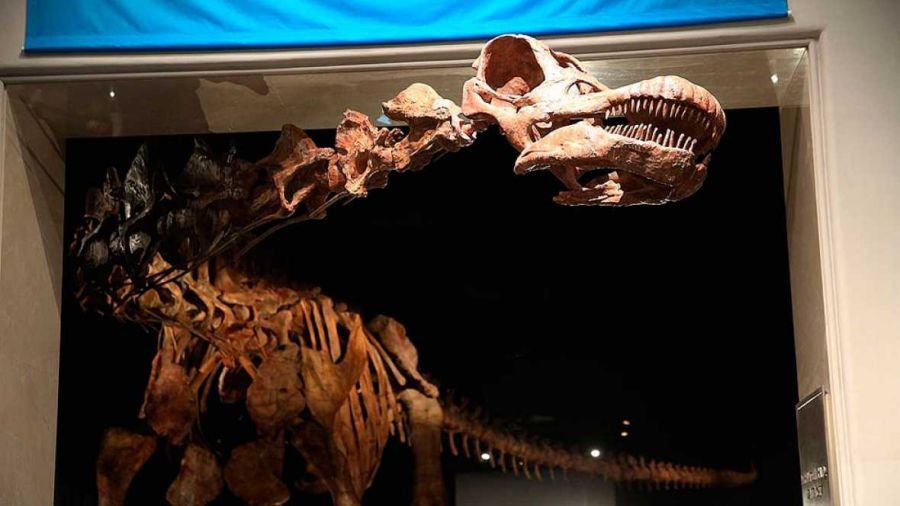 Nueva York exhibe la réplica de uno de los dinosaurios más grandes jamás descubiertos