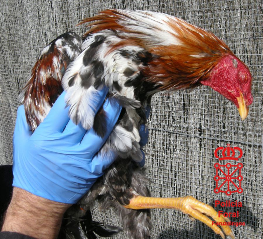 La Policía Foral imputa a un vecino de San Adrián por tener gallos que presuntamente eran utilizados en peleas