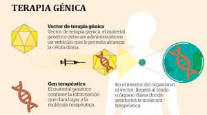 Científicos del CIMA de la Universidad de Navarra logran curar la enfermedad de Wilson en ratones
