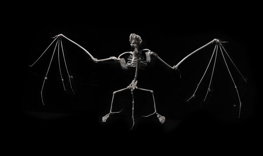 El Museo de Ciencias de la Universidad de Navarra celebra el Día Mundial de Darwin