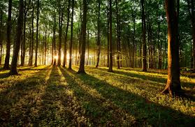 Mejorar los planes de reforestación contribuiría en gran medida a tener bosques multinacionales